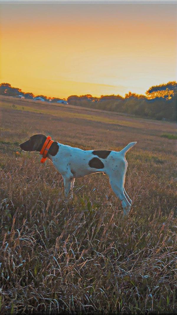 STARTED 8MONTH OLD German Shorthaired Pointer