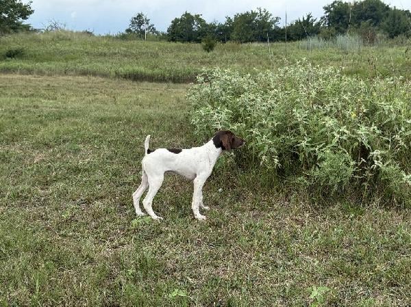 German Shorthaired Pointer