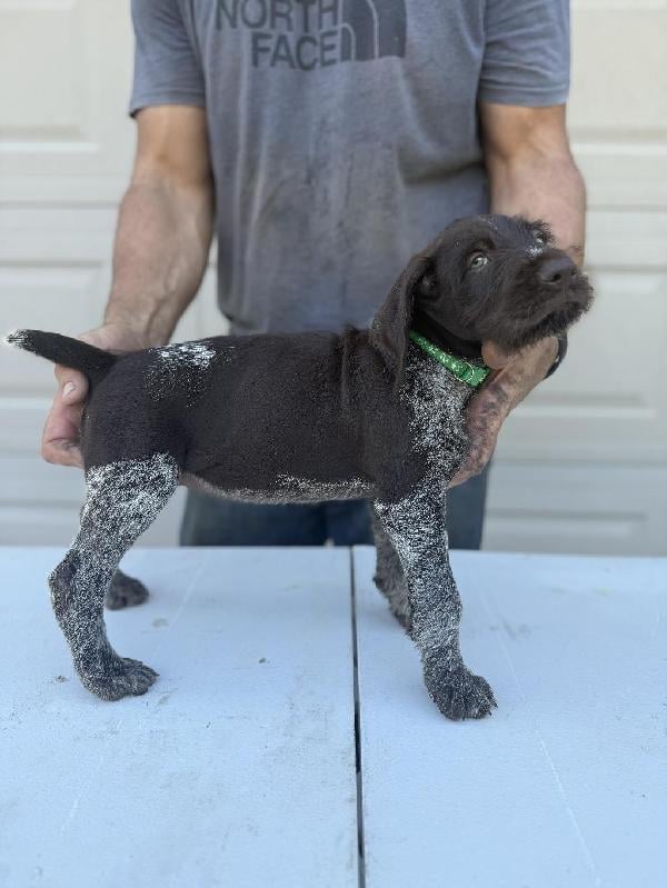 German Wirehaired Pointer