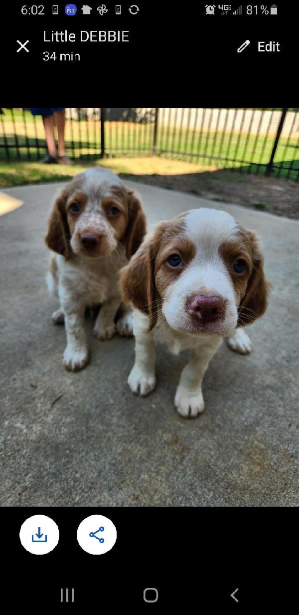 American Brittany