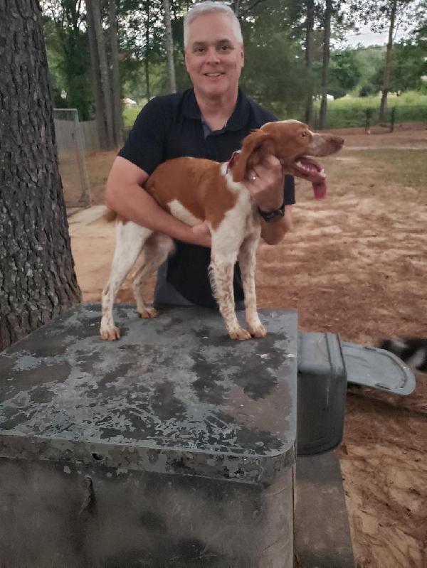American Brittany
