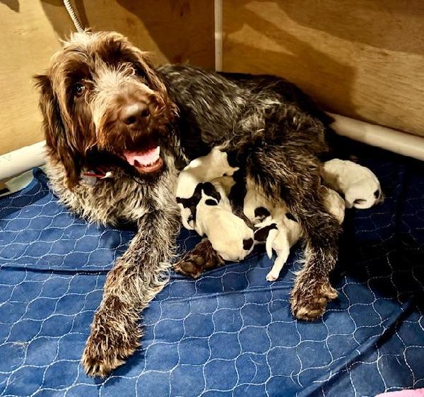 Wirehaired Pointing Griffon