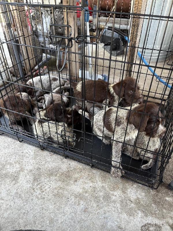 German Wirehaired Pointer