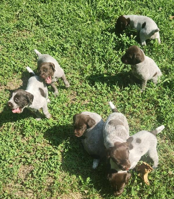 German Wirehaired Pointer