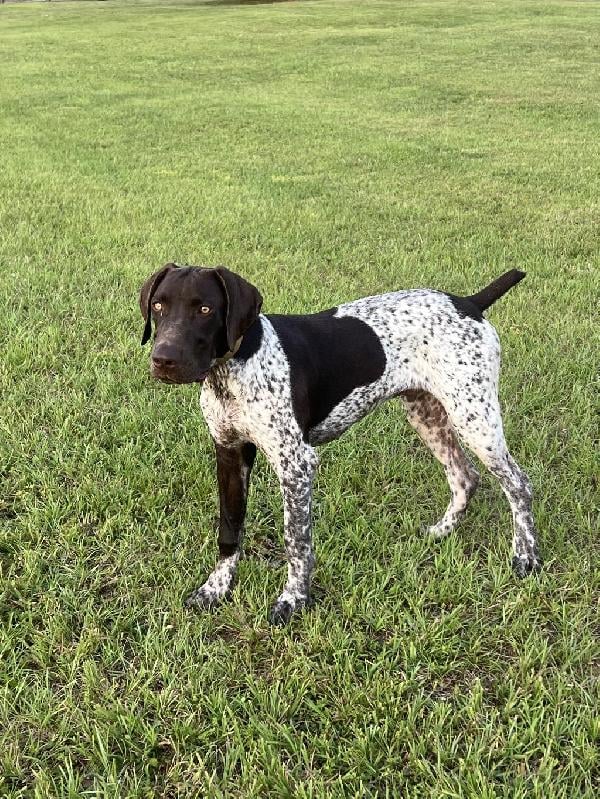 German Shorthaired Pointer