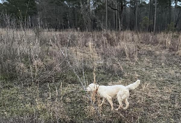 English Setter