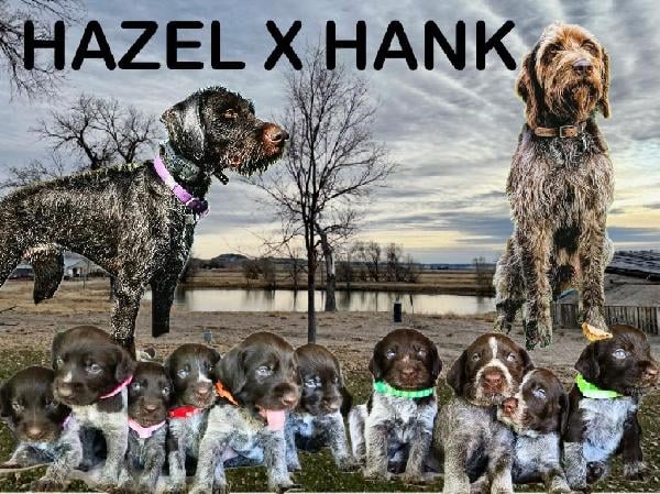 German Wirehaired Pointer