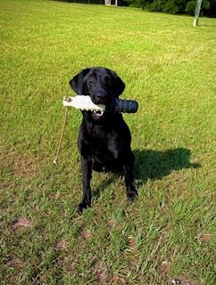Labrador Retriever