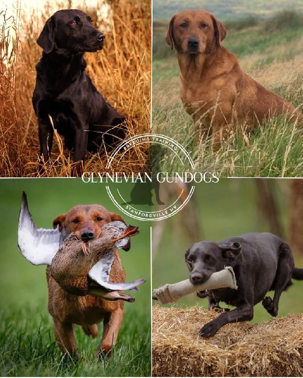 Labrador Retriever