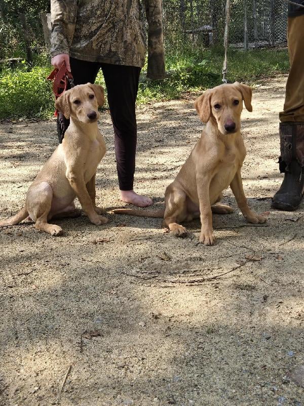 Labrador Retriever