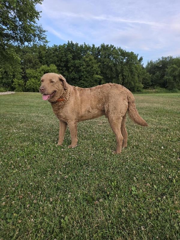 Chesapeake Bay Retriever