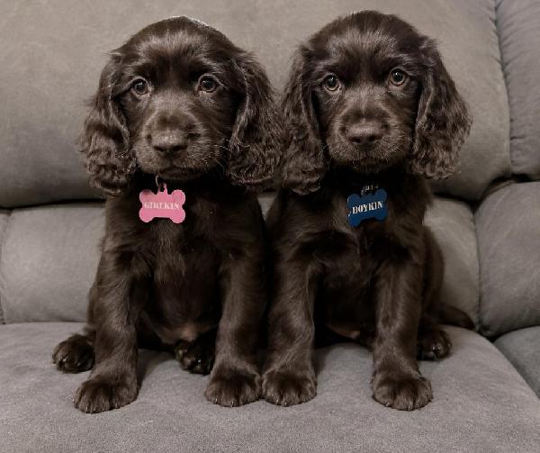 TRIPLE REGISTERED LBD HUNTIN MACHINES Boykin Spaniels