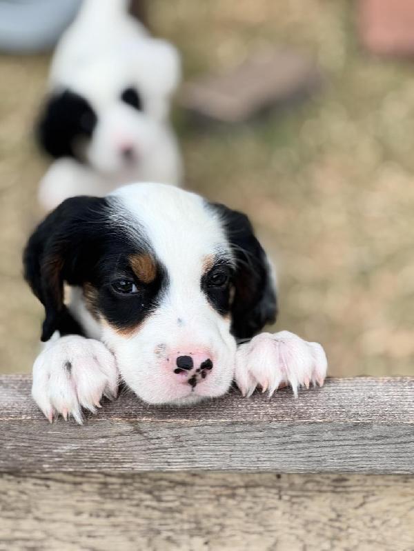 English Setter