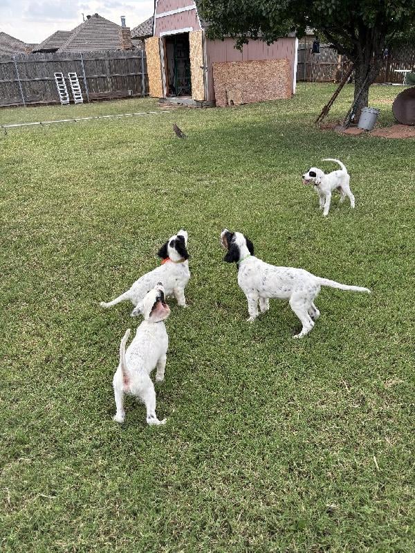 English Setter