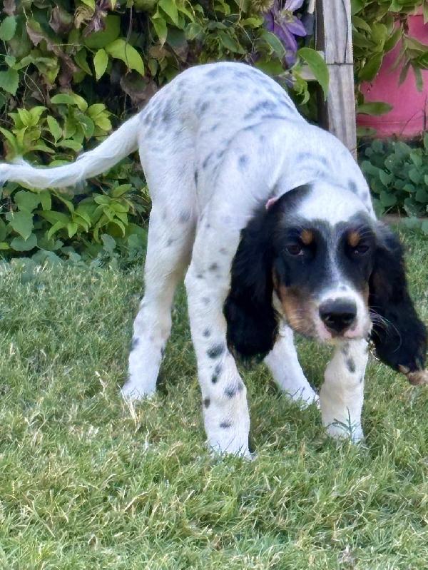 English Setter
