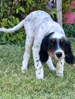 3 ENGLISH SETTER PUPPIES FOR SALE IN OKLAHOMA