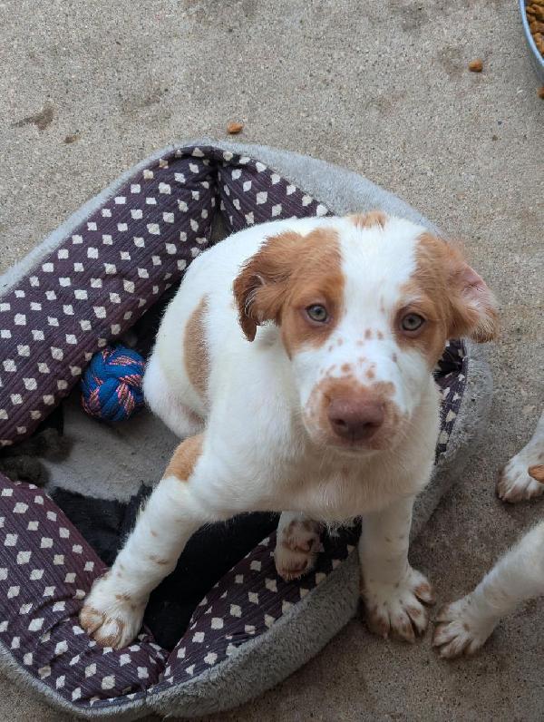 American Brittany