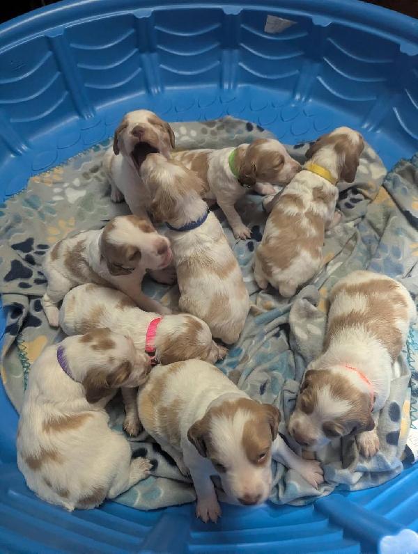 AKC BRITTNEY PUPPIES