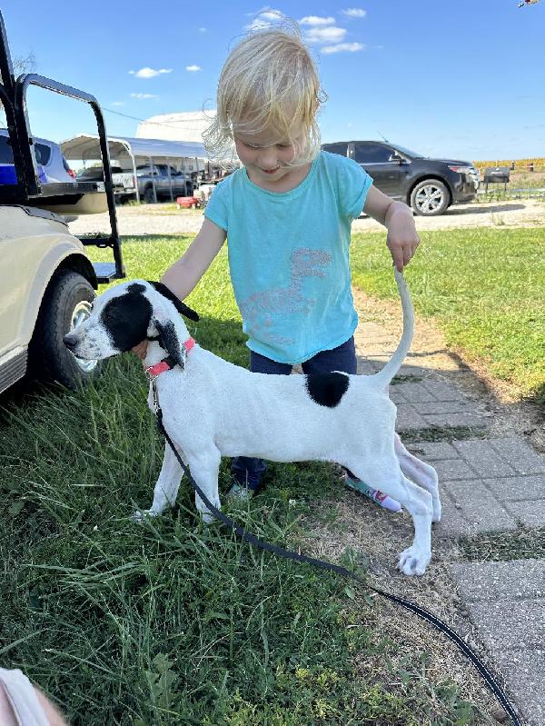 English Pointer