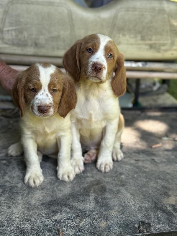 American Brittany