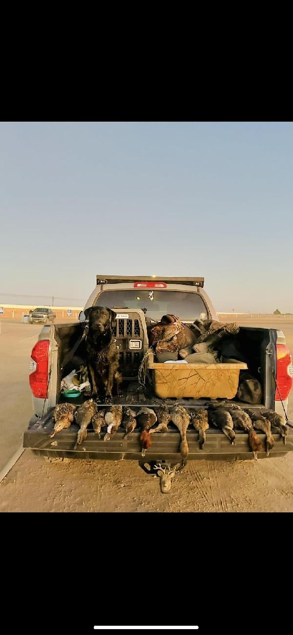 Labrador Retriever