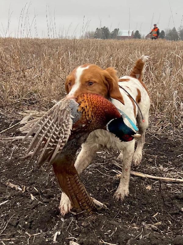 American Brittany