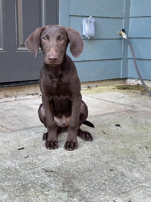Labrador Retriever