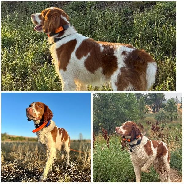 American Brittany