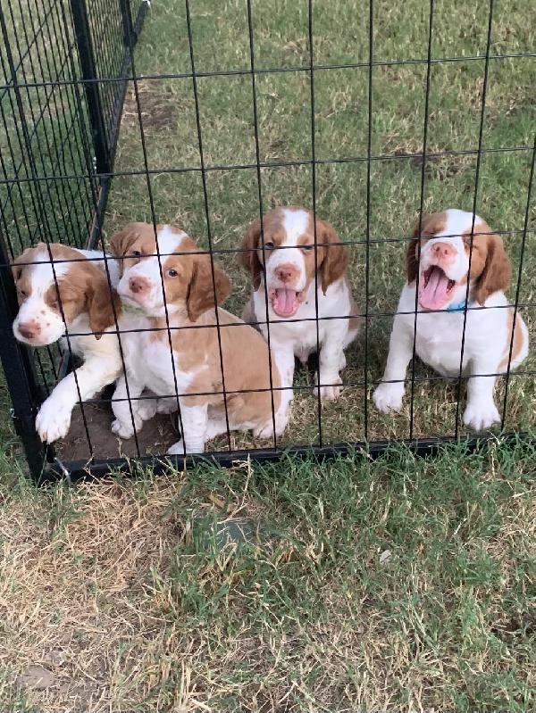American Brittany