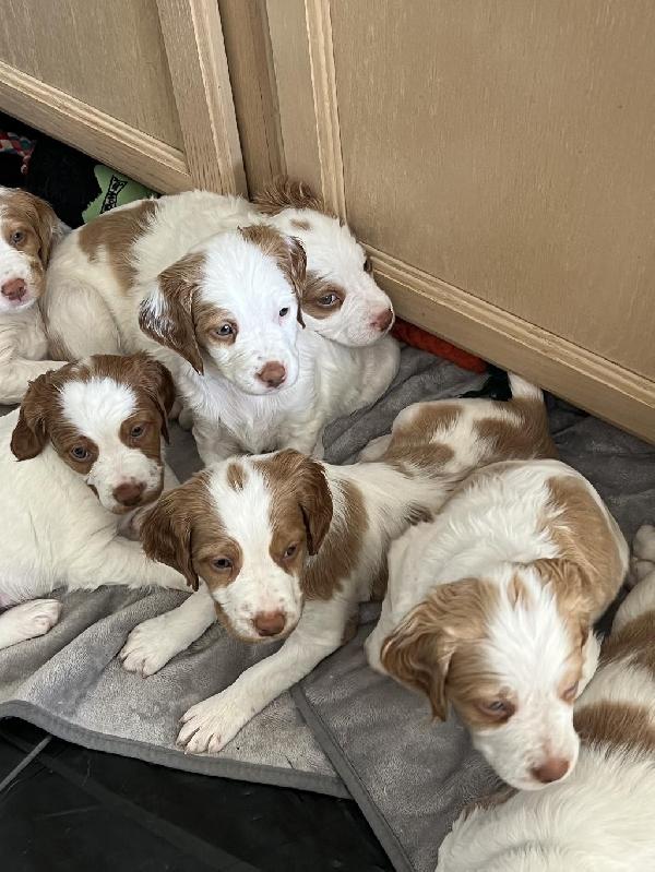 American Brittany