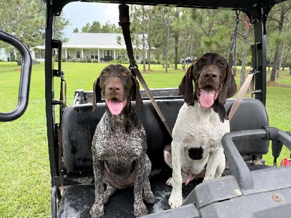 German Shorthaired Pointer