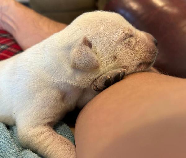 Labrador Retriever