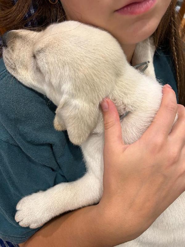 Labrador Retriever