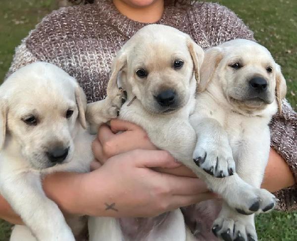Puppies in a Bunch.jpg