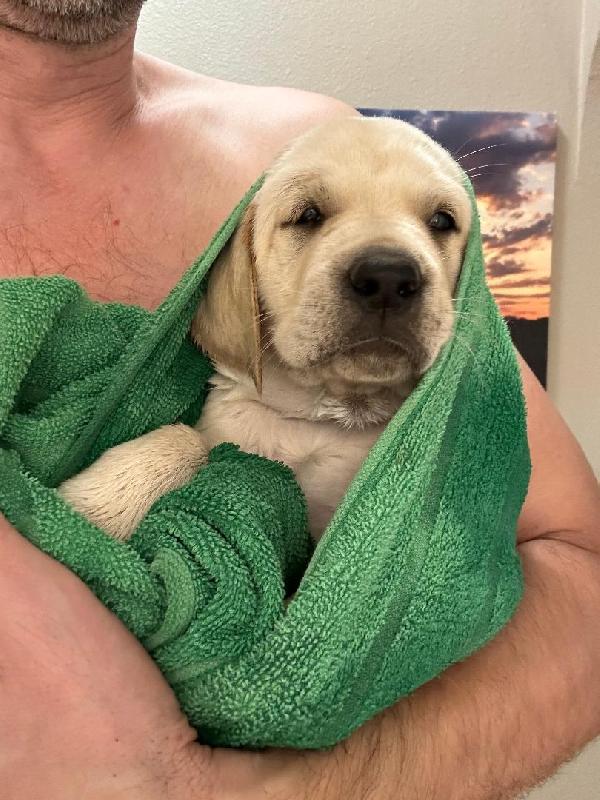 Puppy After Bath.jpg