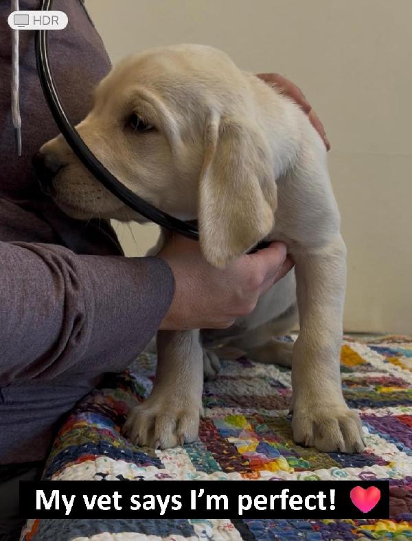 Labrador Retriever