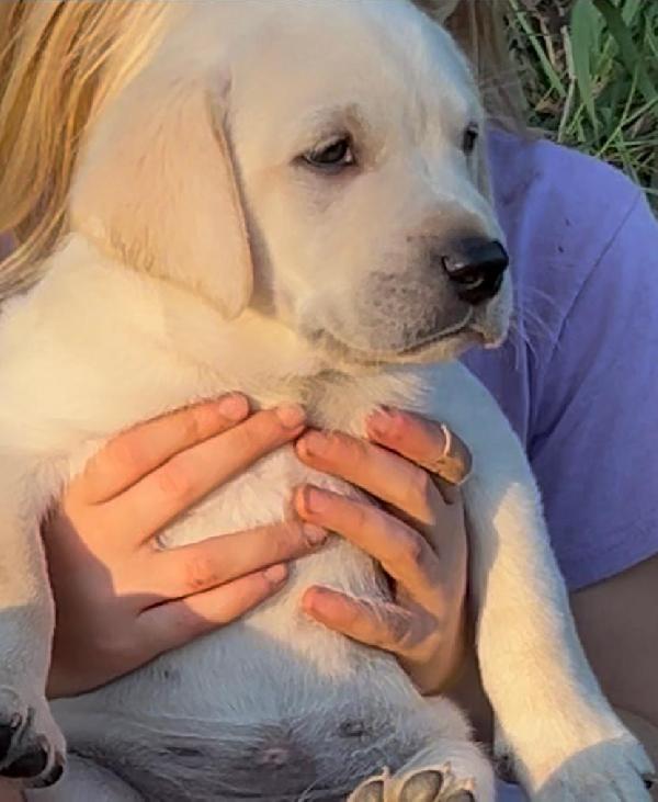 Labrador Retriever