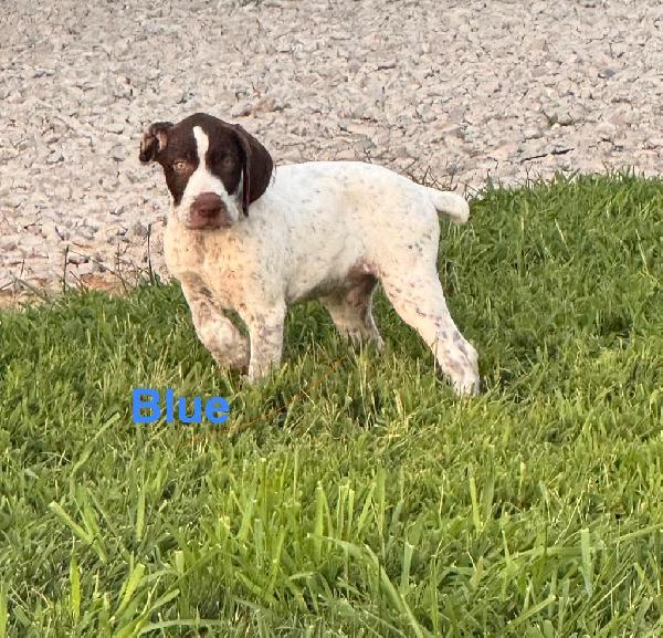BLUE (MALE)