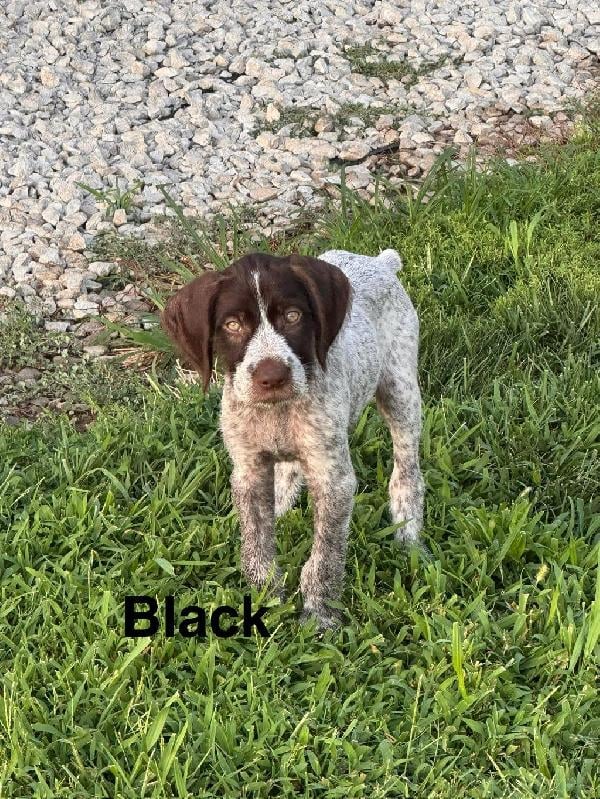 BLACK (MALE)