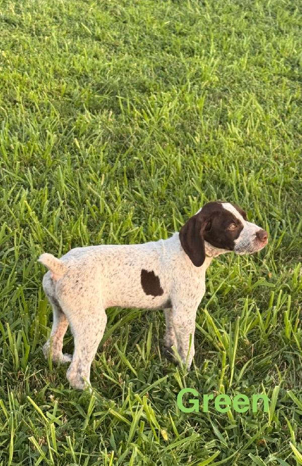 GREEN (FEMALE)
