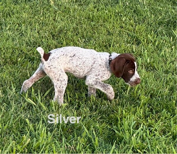 SILVER (MALE)