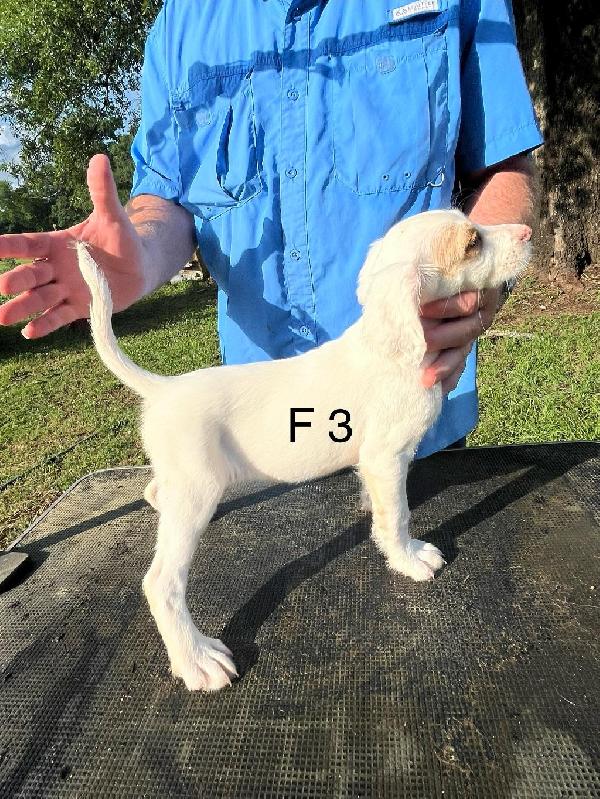 English Setter