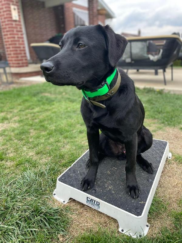 Labrador Retriever