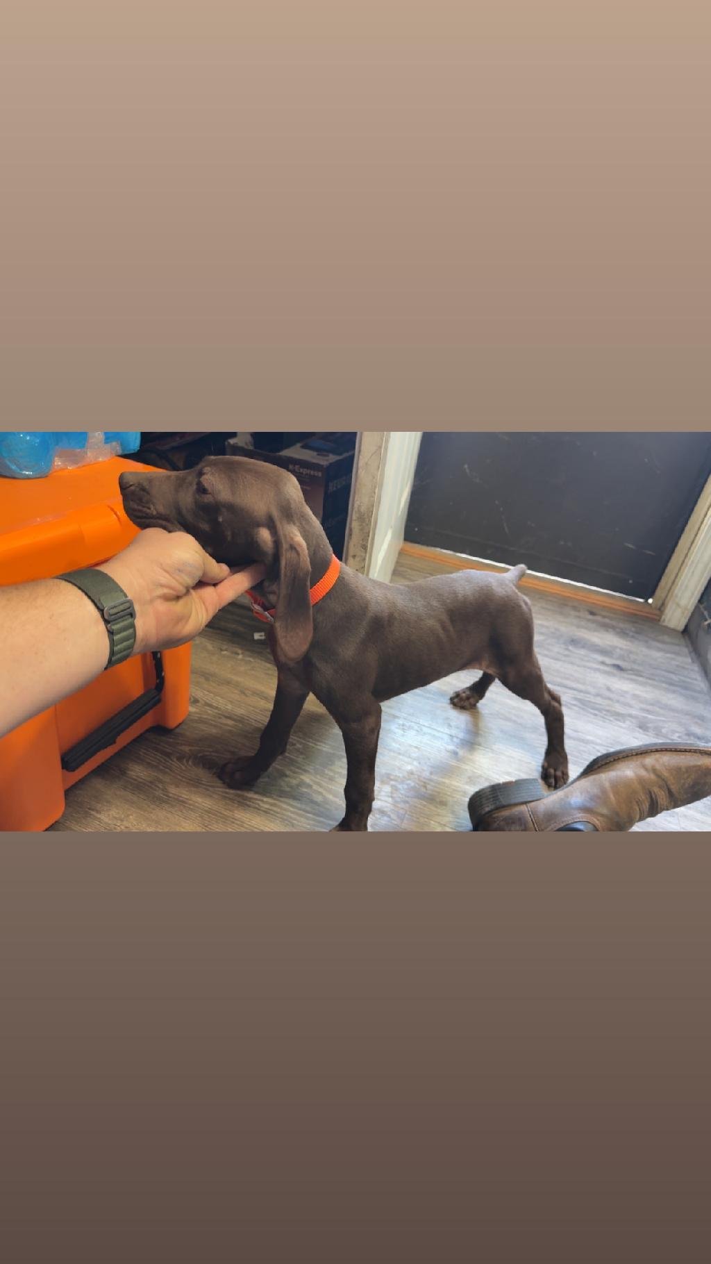 MALE ALL LIVER WITH A LITTLE WHITE ON CHEST German Shorthaired Pointer