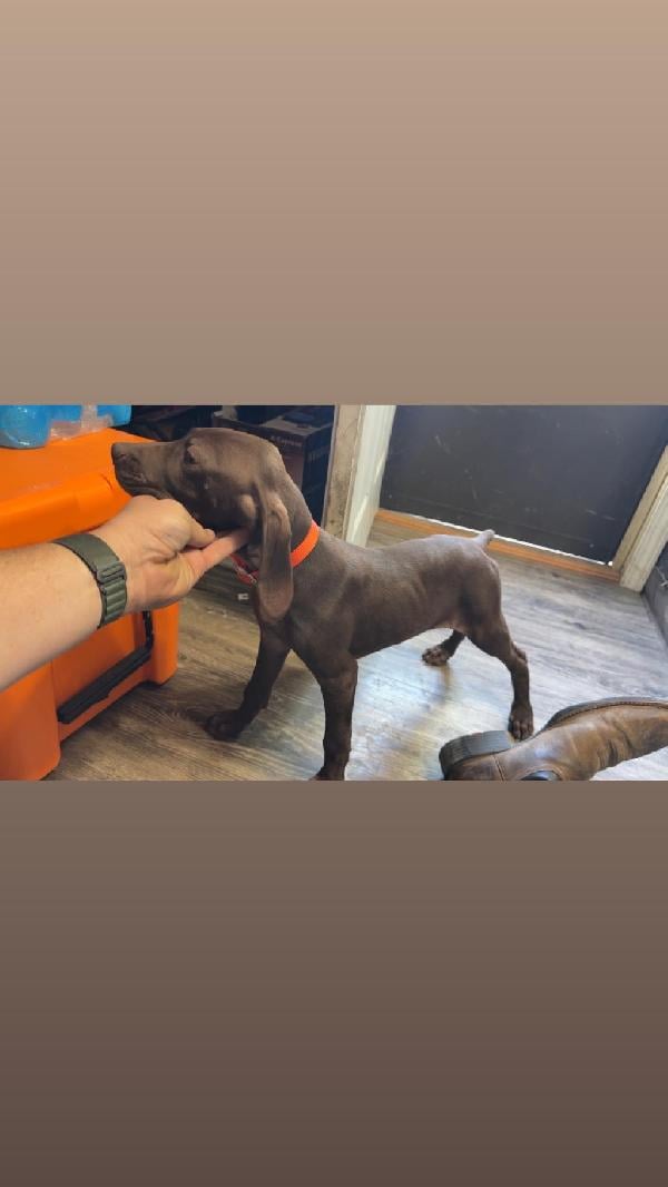 German Shorthaired Pointer