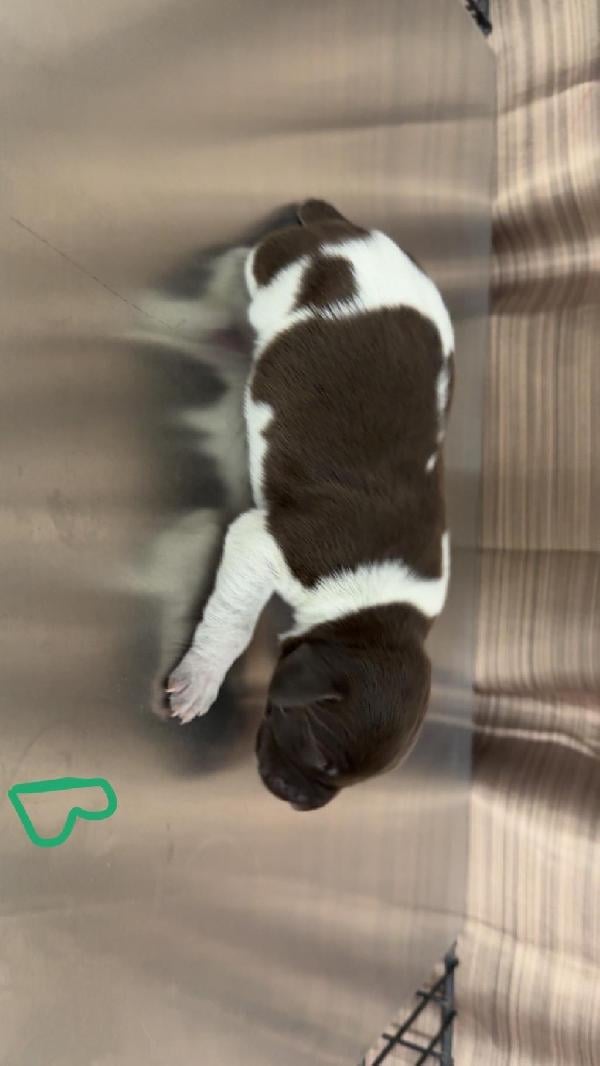 German Shorthaired Pointer