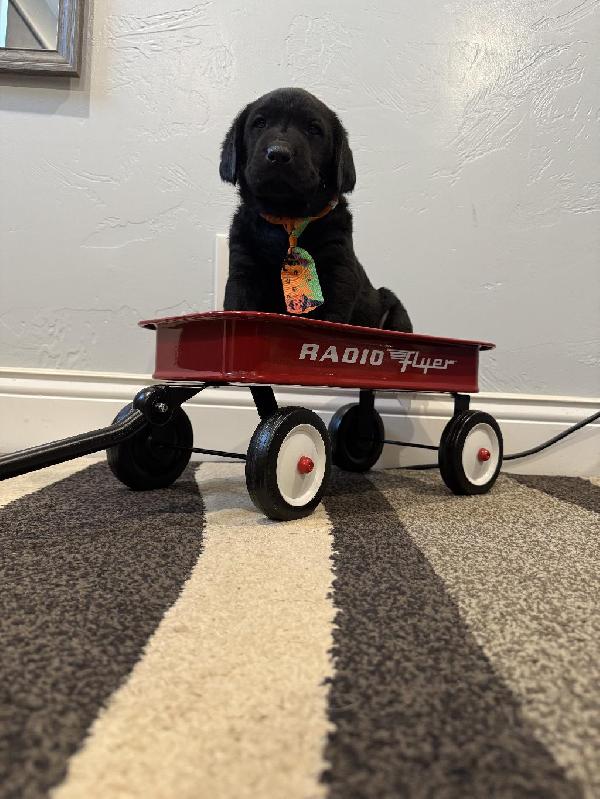 Labrador Retriever