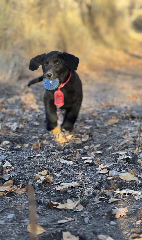 VERY BIRDIE, BLACK LITTER, MALES, AND FEMALES Labrador Retriever