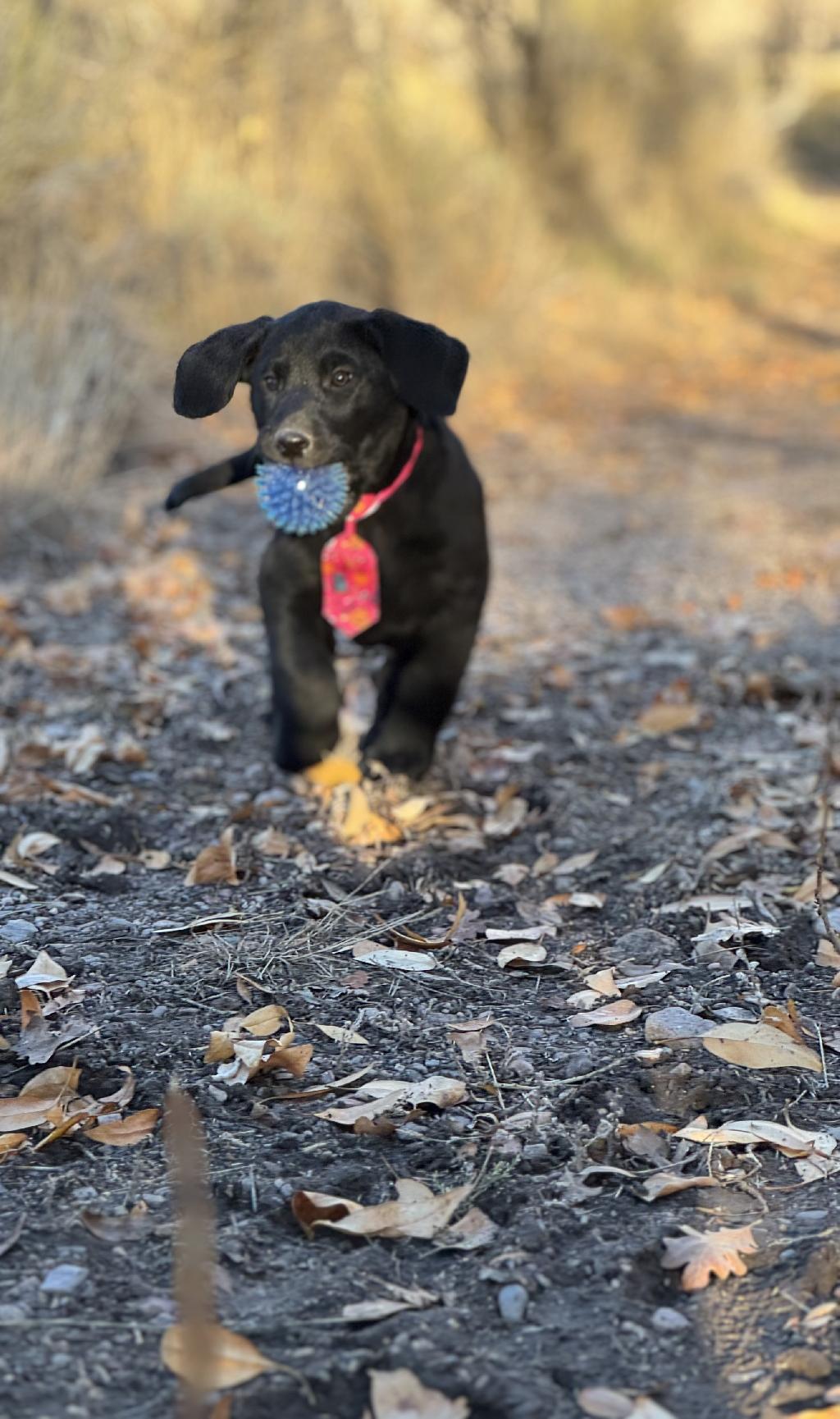 BLACK LABRADOR RETRIEVERS ONE MALE TWO FEMALE Labrador Retriever
