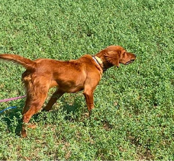 Irish Setter